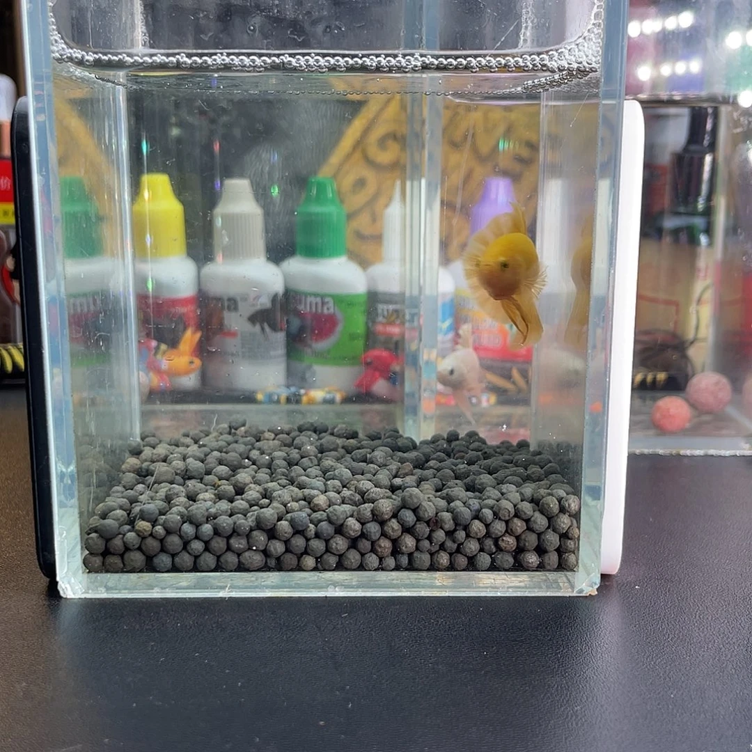 斗鱼10号115早超黄