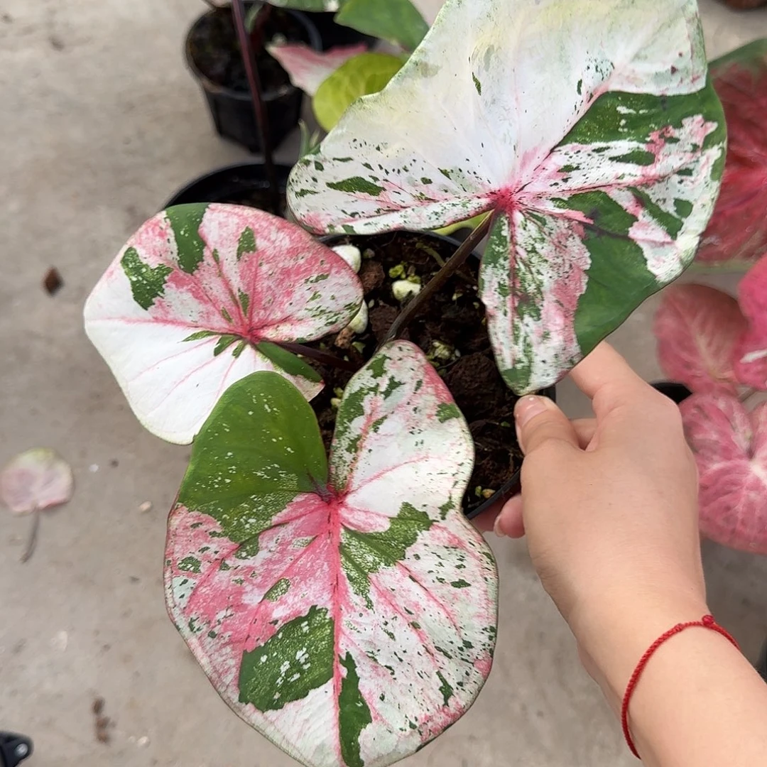 完全开放H111pjt完全