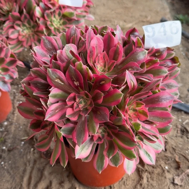 粉女郎946号多肉法师