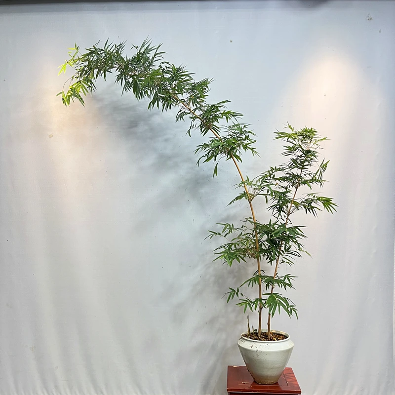 【直播间一物一拍】朱竹 红寒竹 红观音竹 紫寒竹 内门竹植物绿植