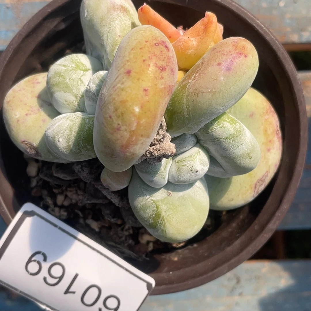 【闪购商品】60169