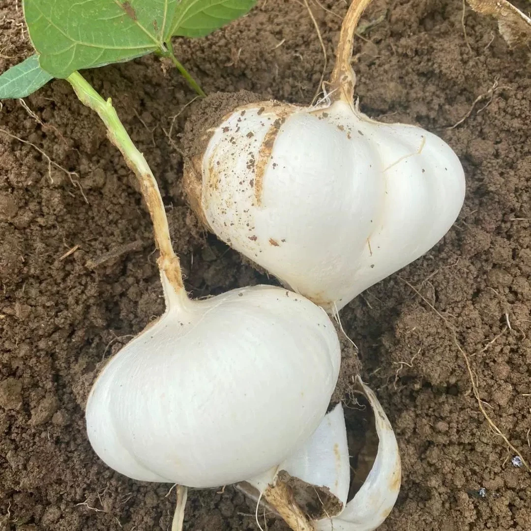 湖南新鲜地萝卜正宗凉薯地瓜脆甜多汁可生吃的蔬菜水果