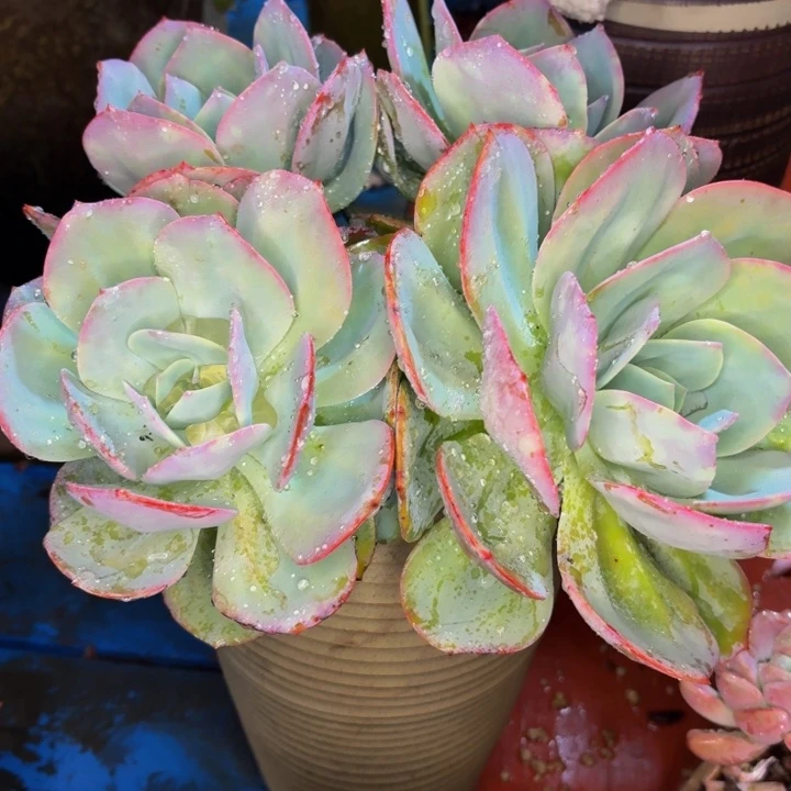 莲***子老桩精品肉肉雪凤