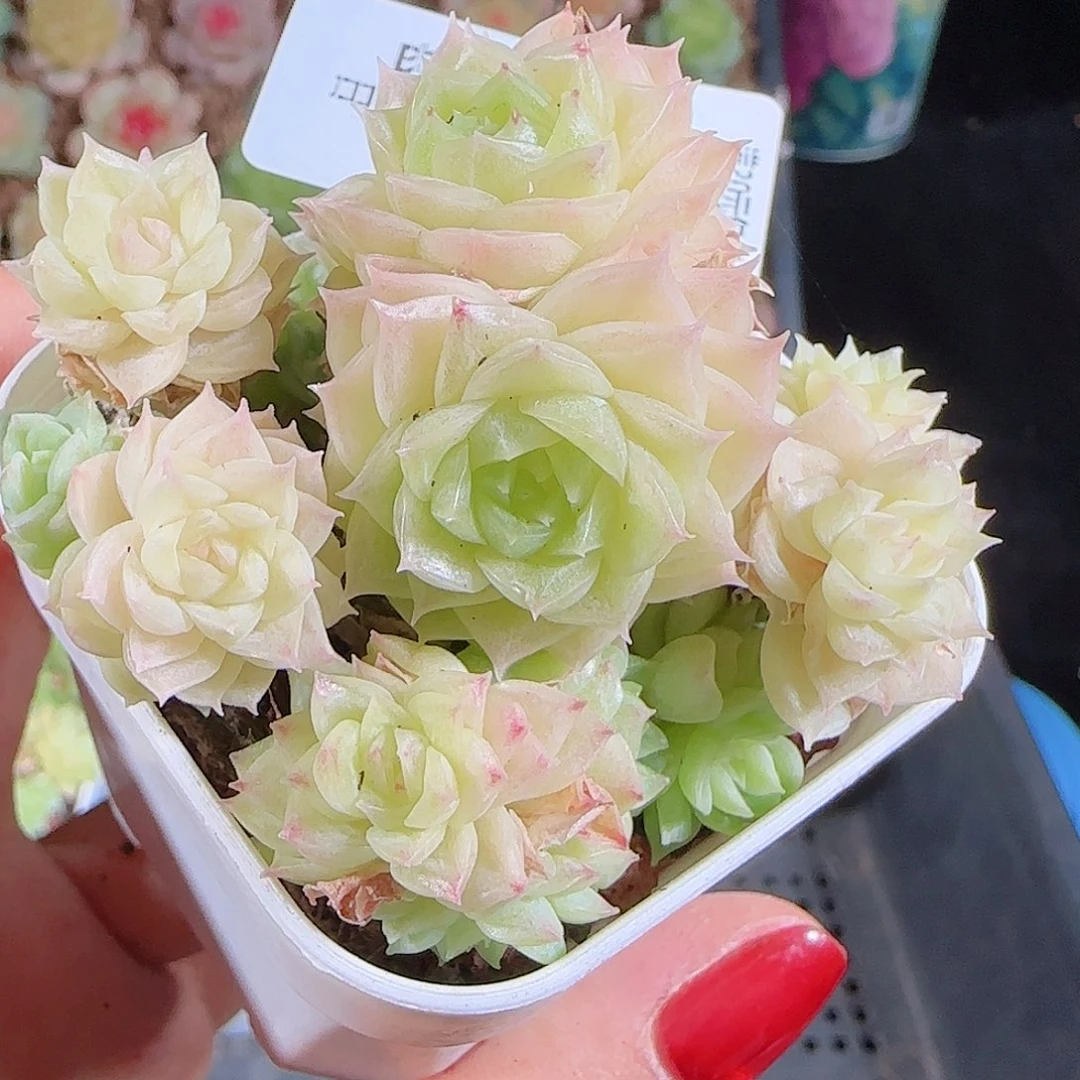 1026-96麦秆优选不包整