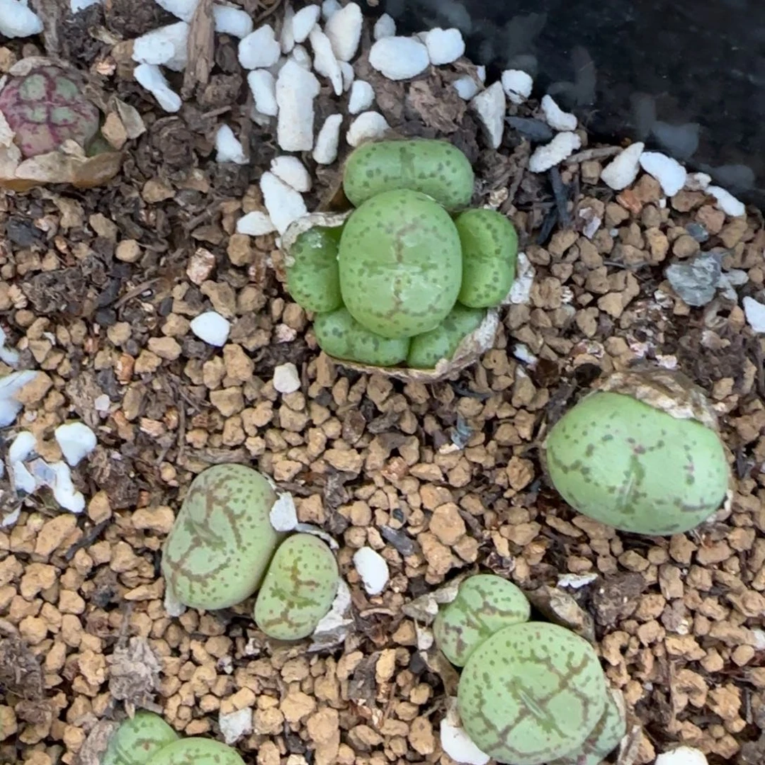肉锥群清框福利30包邮