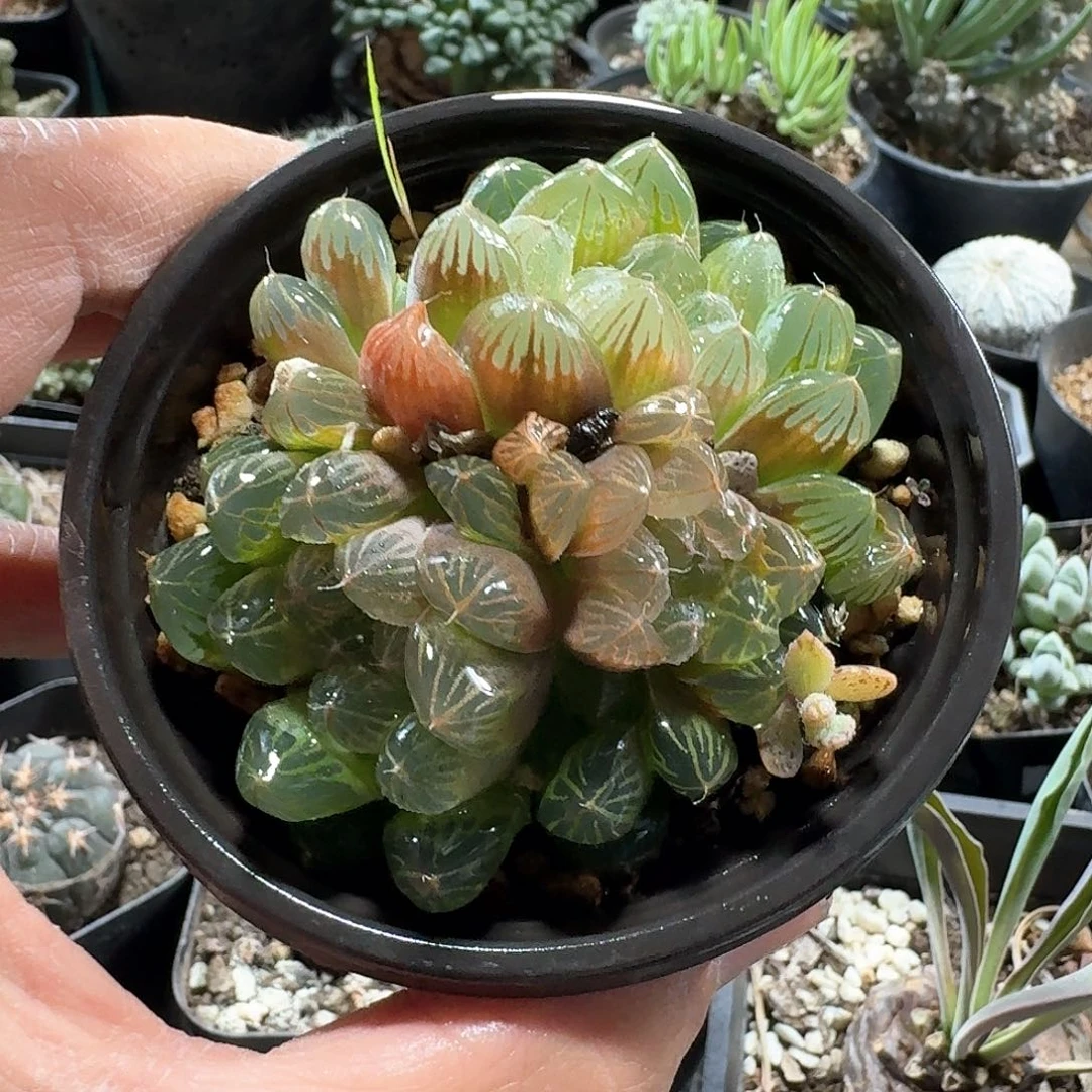 337宫灯玉露脱土发货