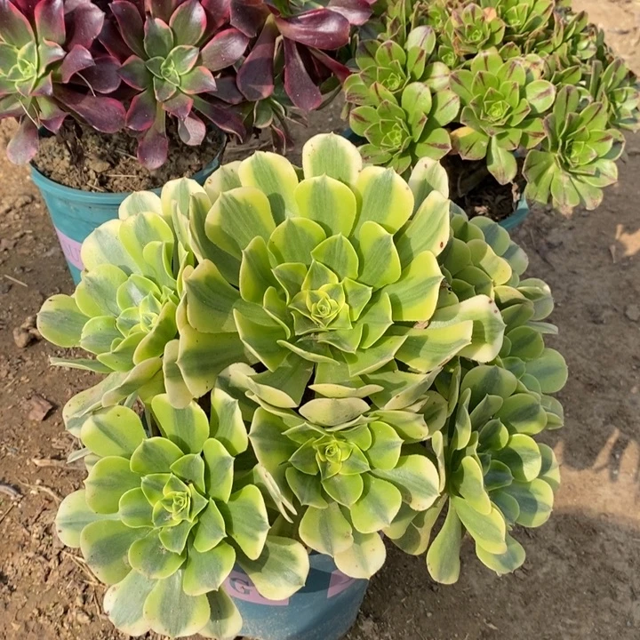 绿豆沙多肉植物25