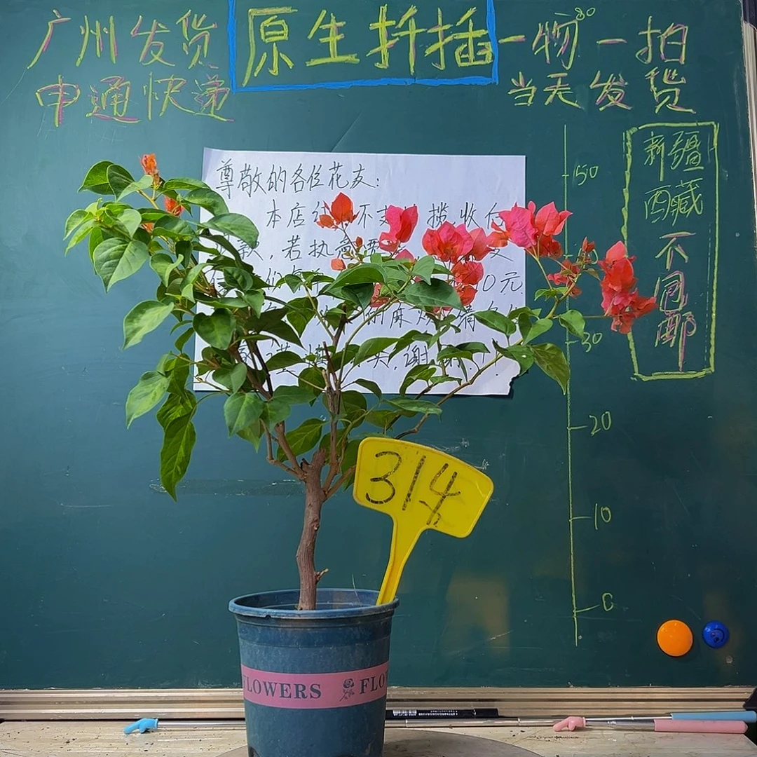 当前无花栽培后可以开花 暗斑夕阳红 314
