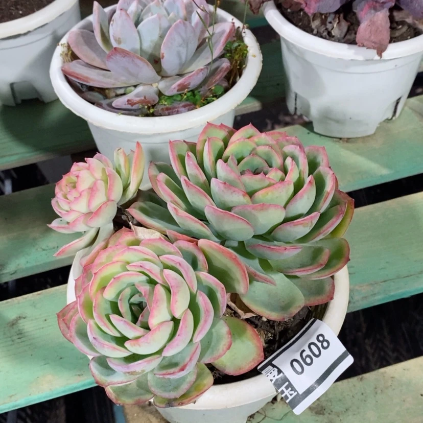 【闪购商品】晨露0608