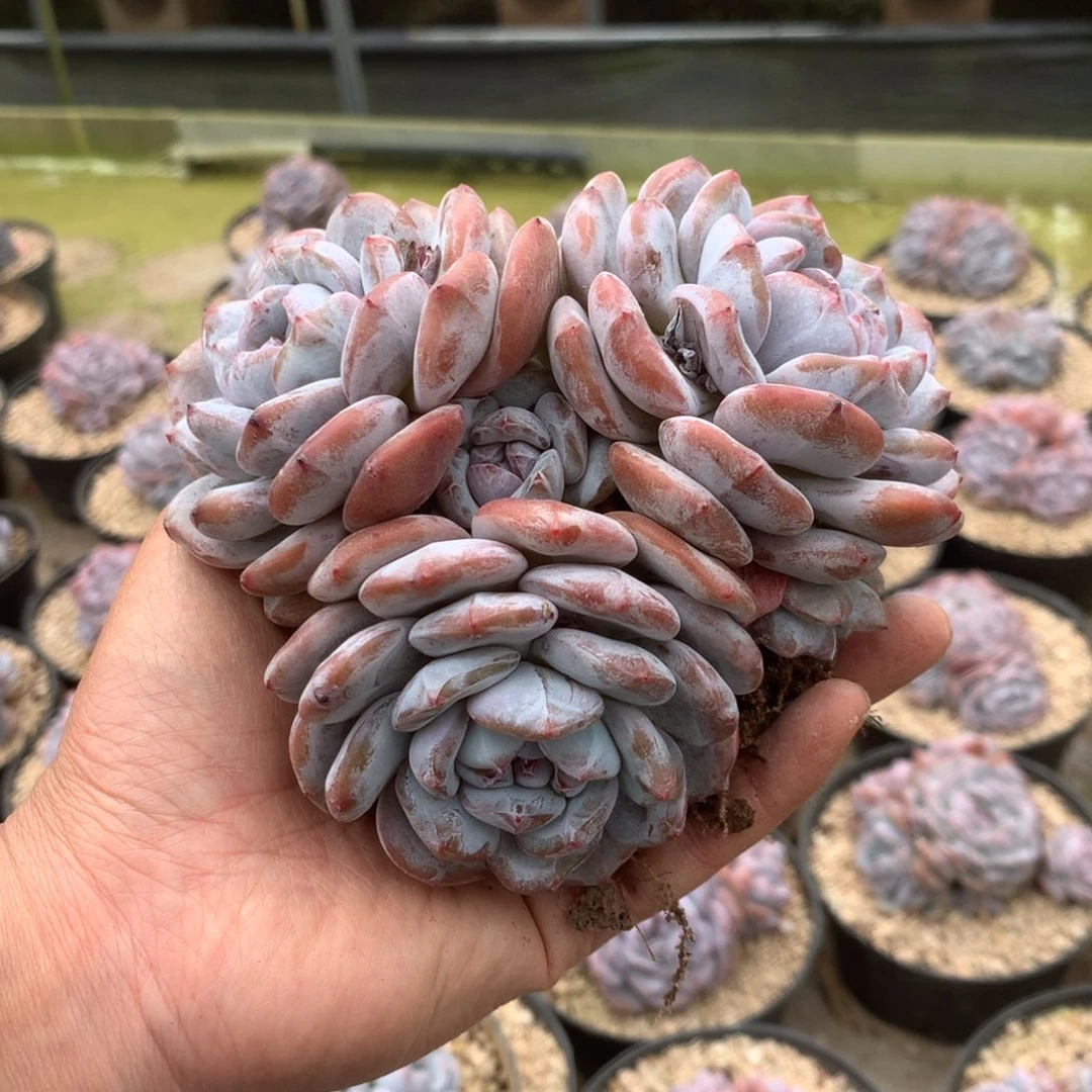 无花朵哈哈哈哈哈哈哈哈哈