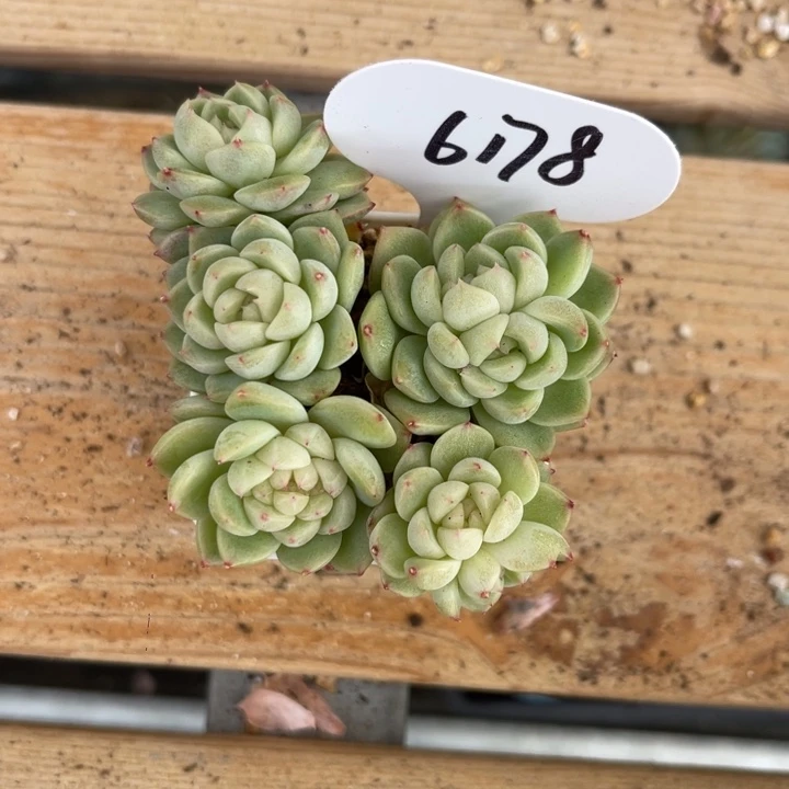 热****财富密码6178。