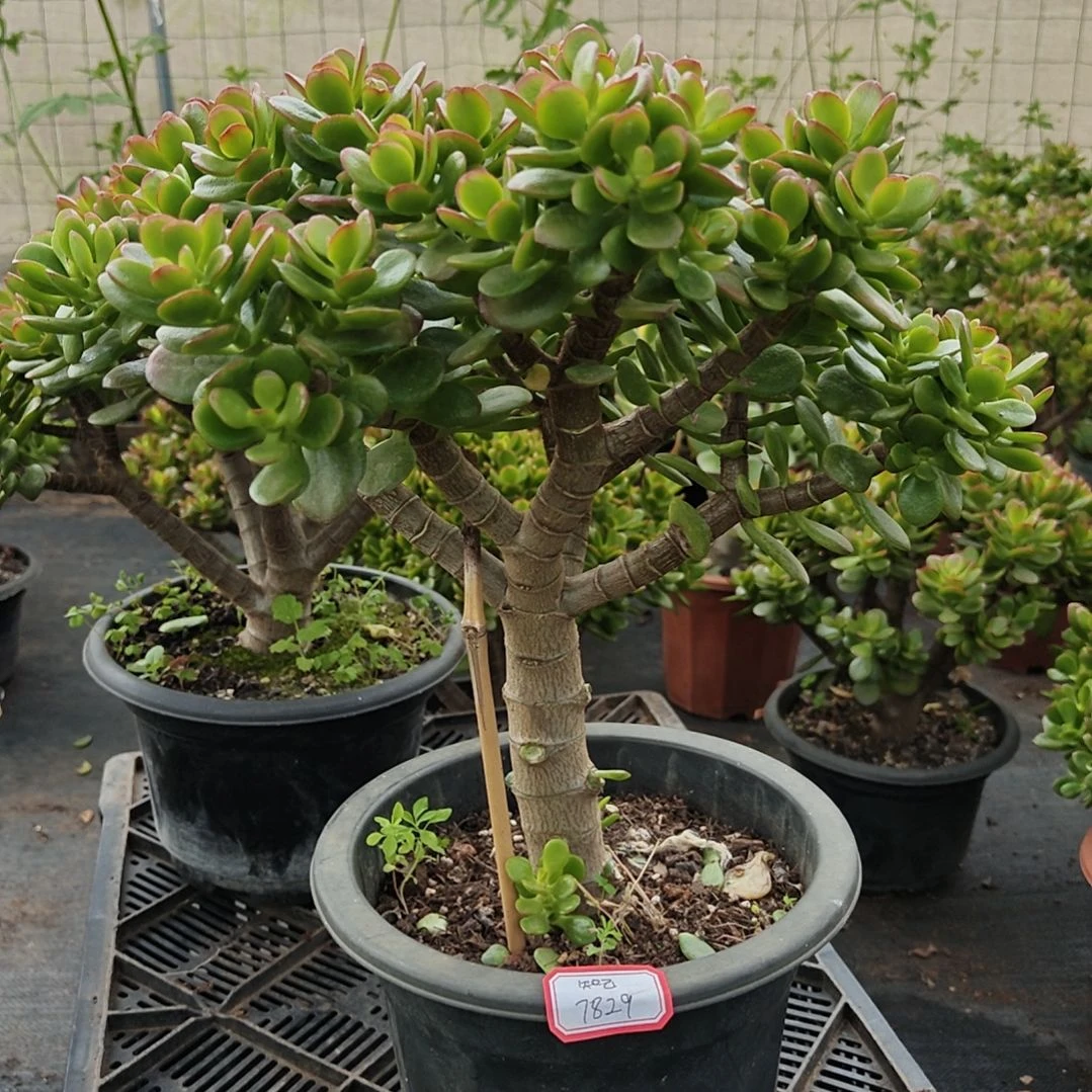 3年姬红花月摇钱树带土球发货