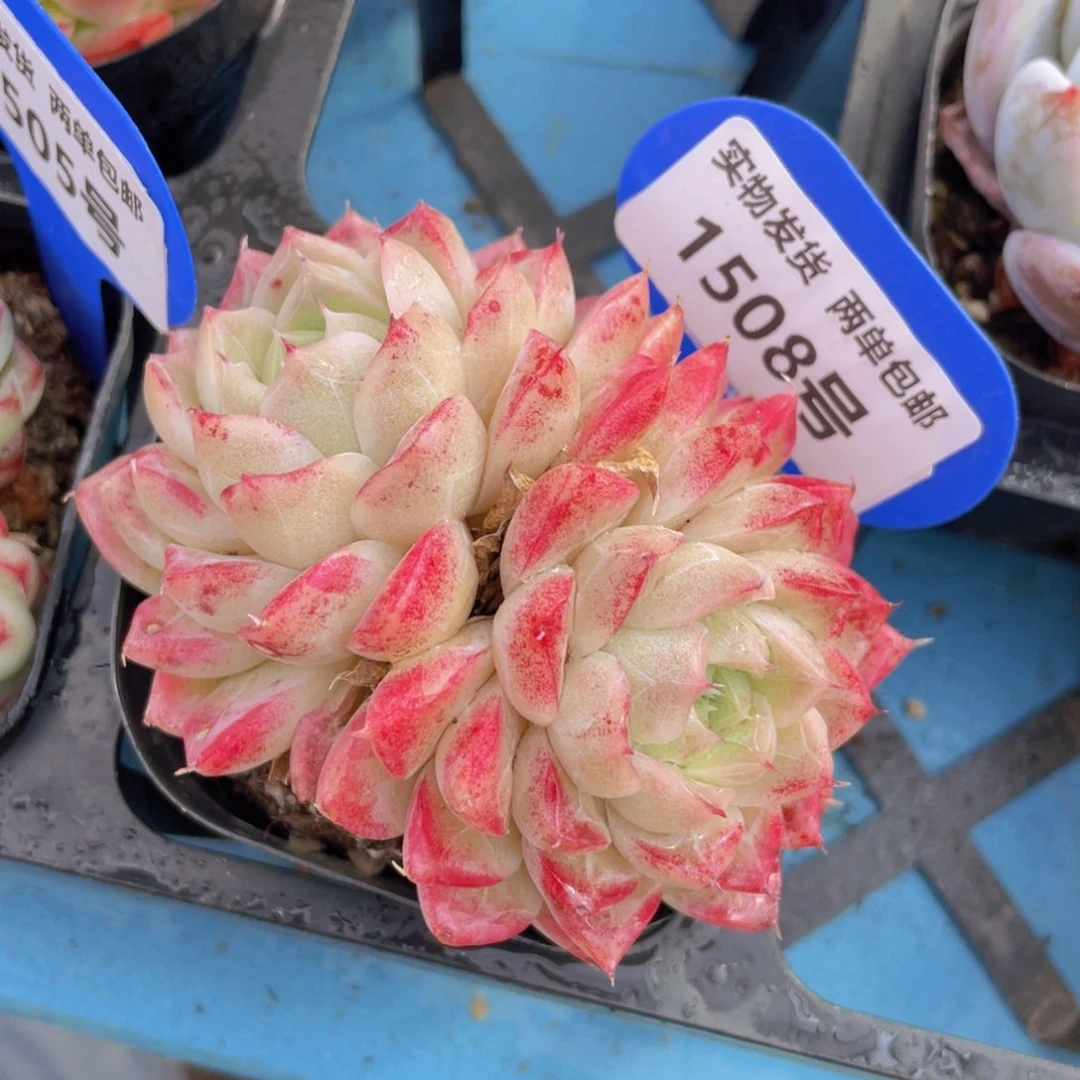 1508号 血斑女王双头一个m