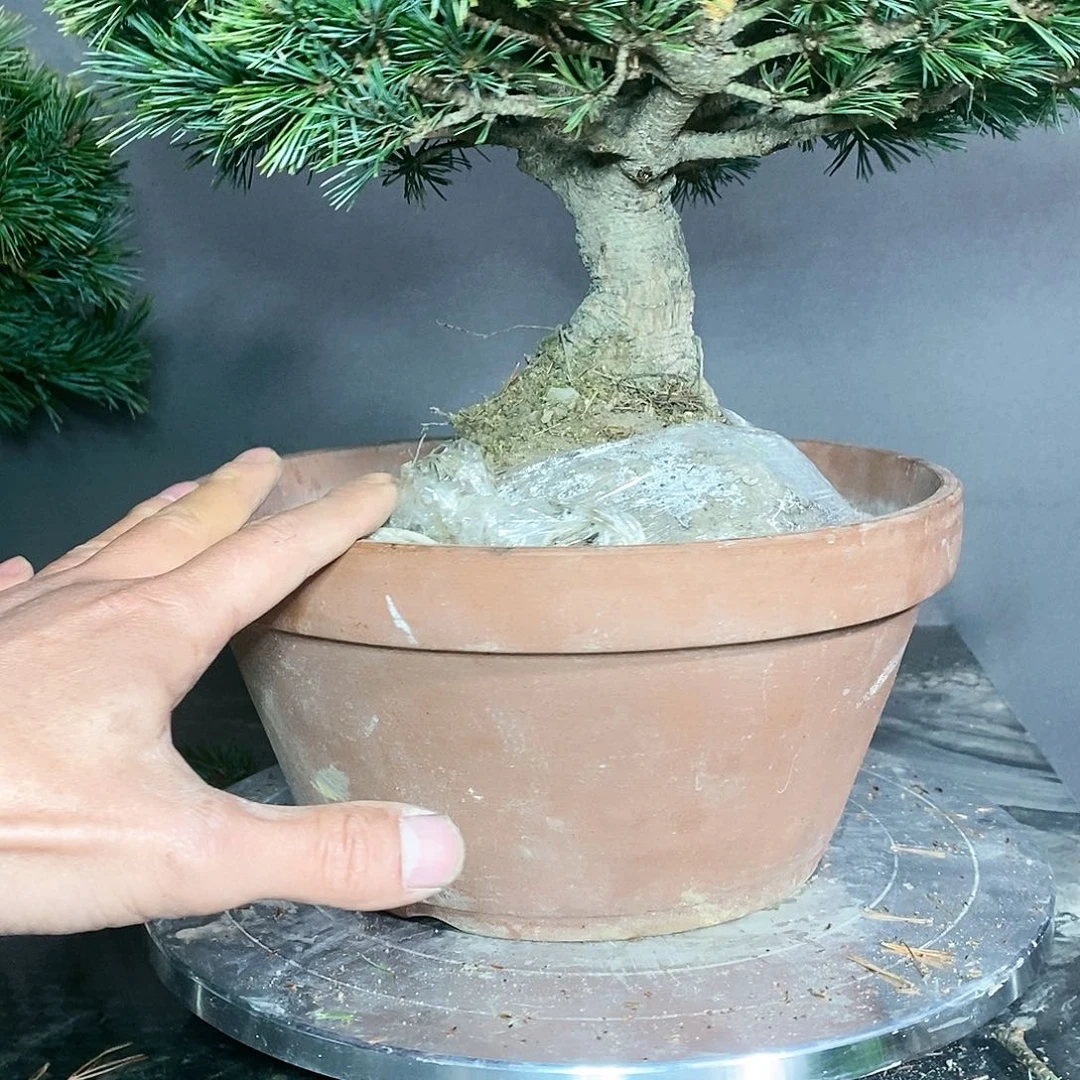 【闪购商品】无花朵