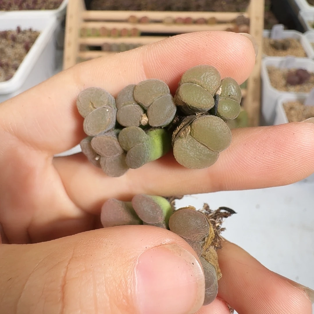 细***沙多肉植物福利风铃228