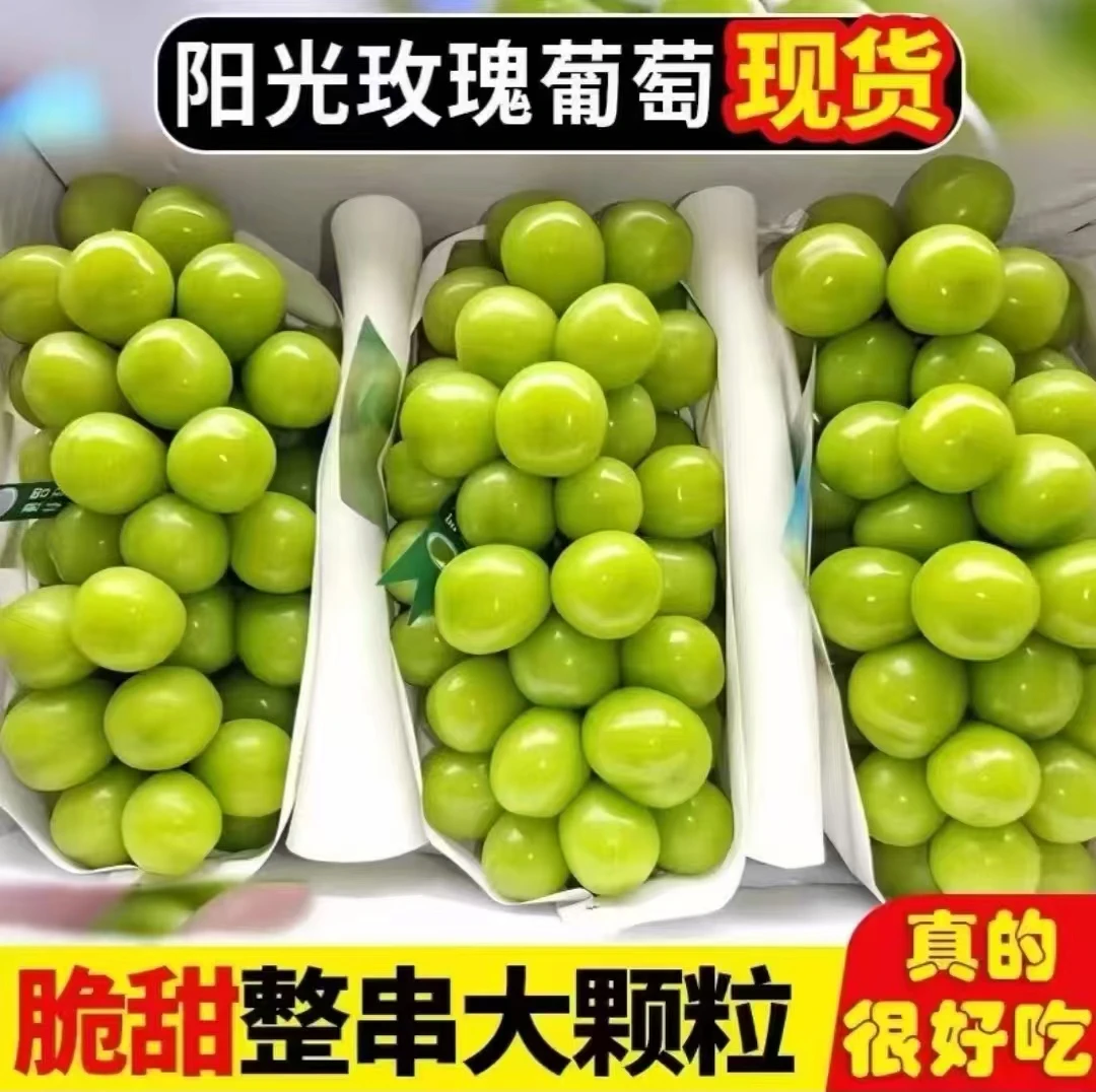 新鲜阳光玫瑰    现摘现发      掉粒正常   坏果包赔 农场直发