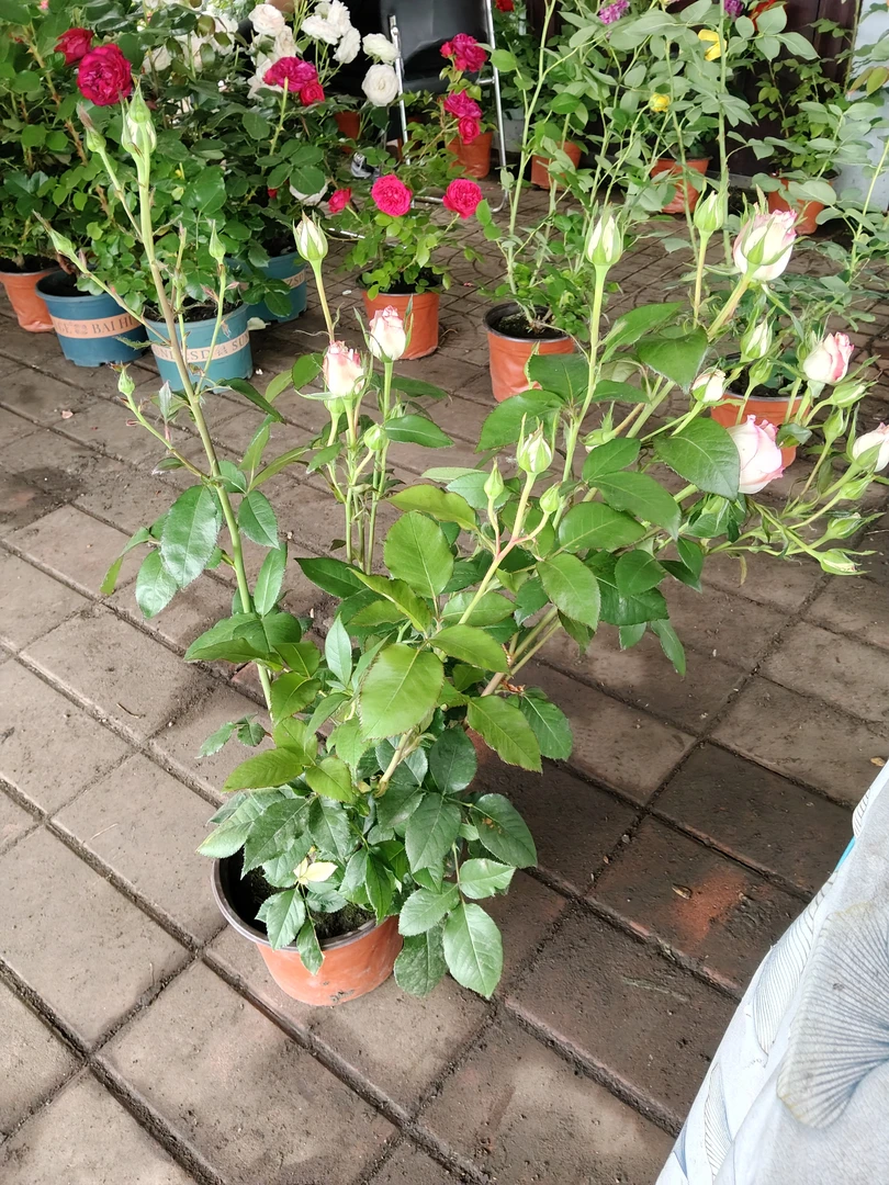 爱莎玫瑰月季玫瑰花多头花卉盆栽阳台天荷庭院四季开花植物带刺