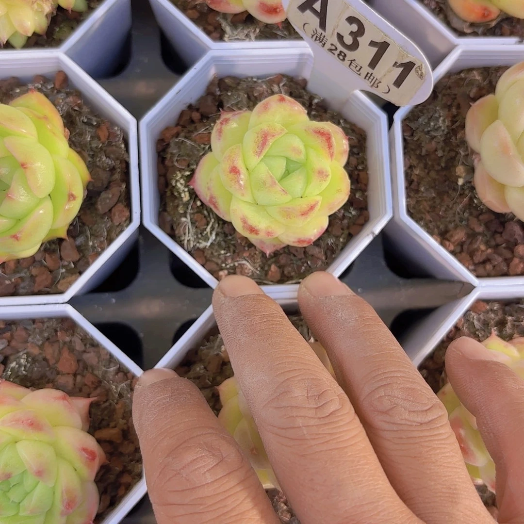 A311麦秆一物一拍