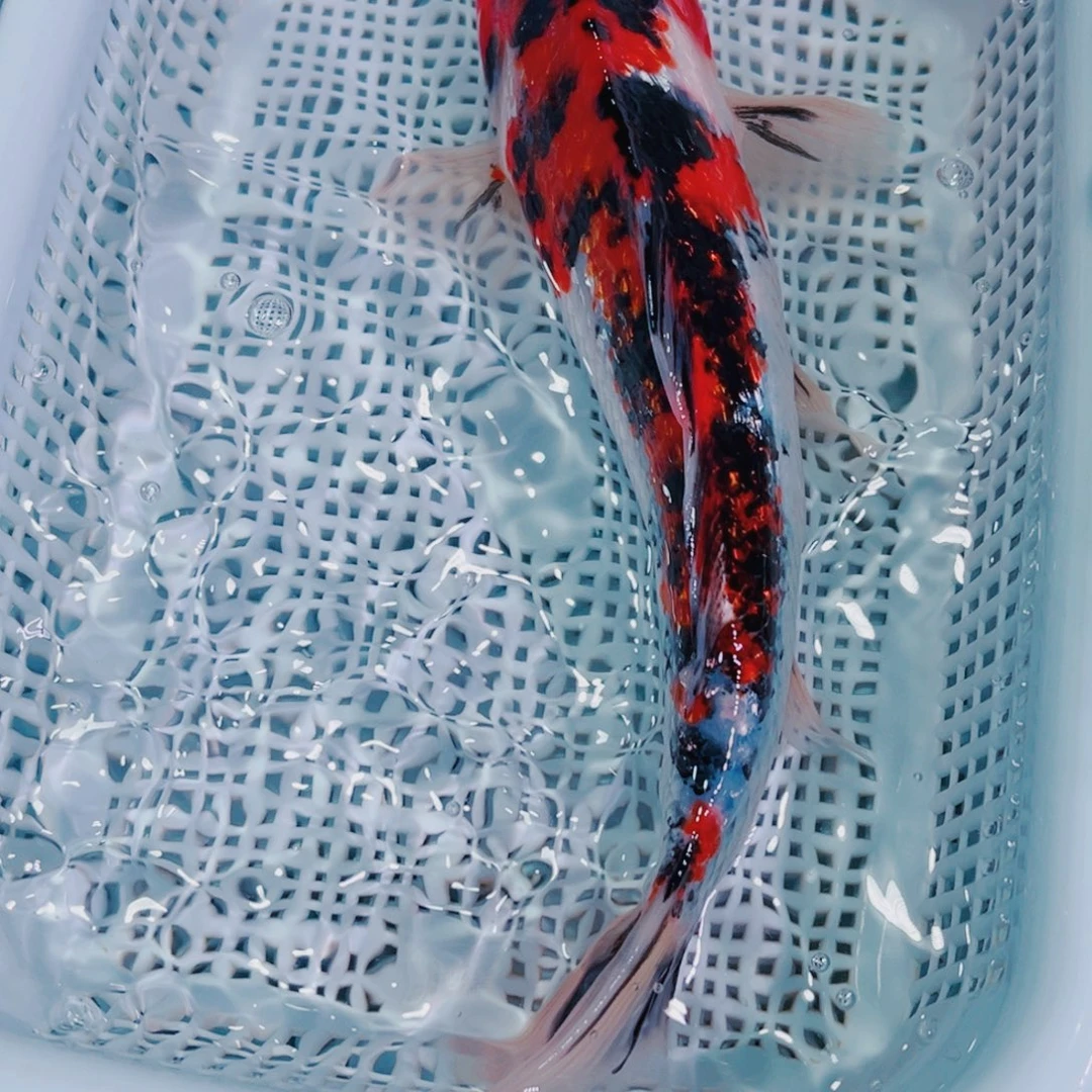 锦鲤锦鲤冷水观赏鱼133