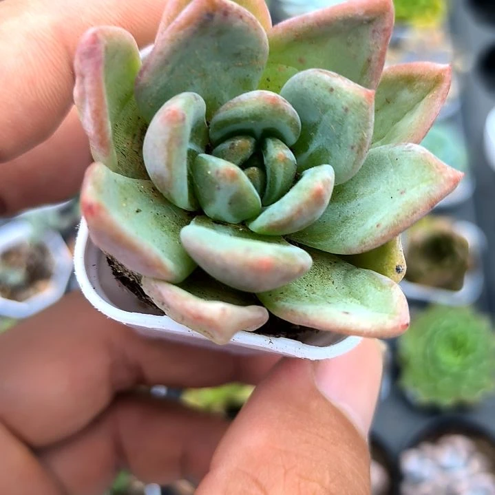 香槟一颗，满5元包邮，