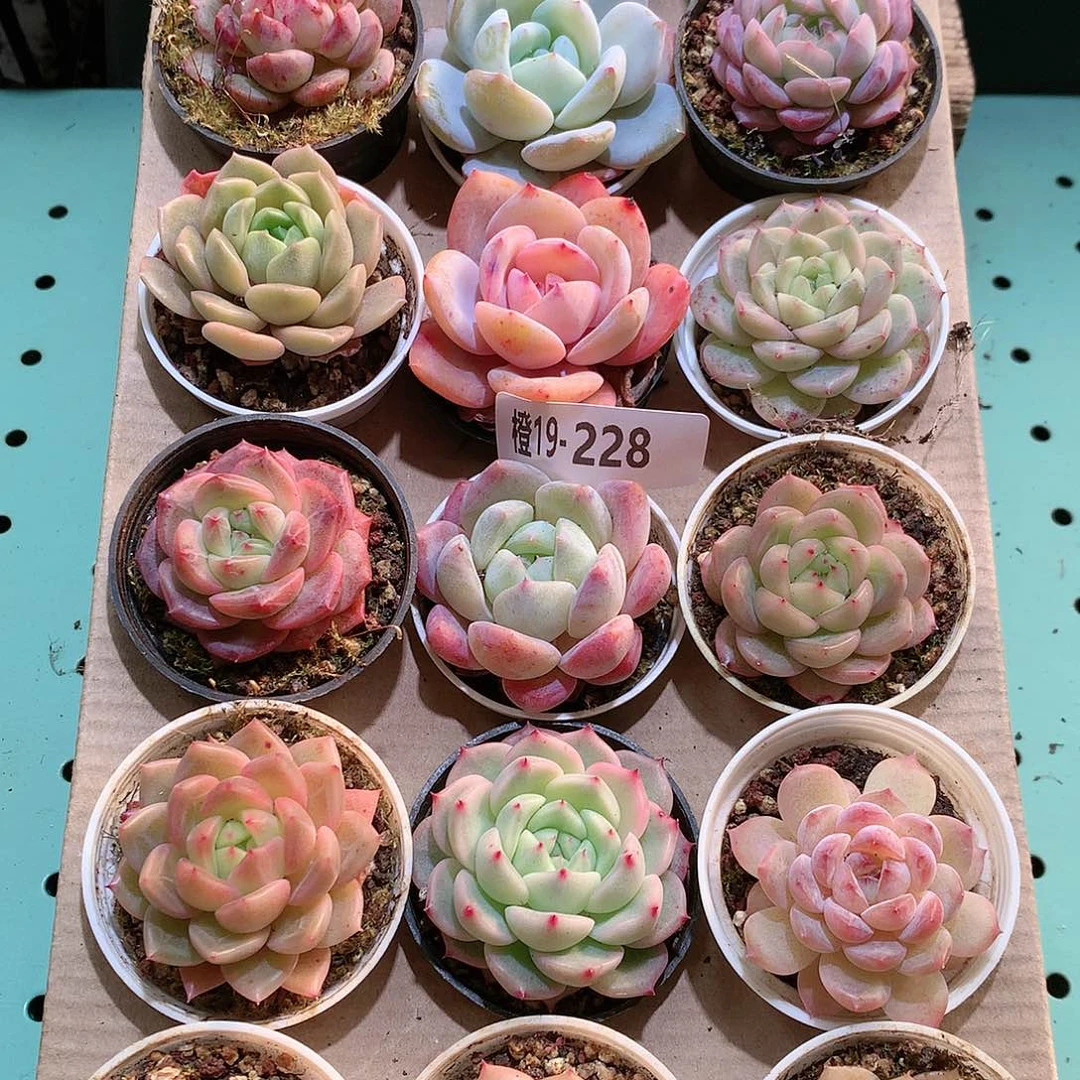 19-228一物一拍带盆18颗。