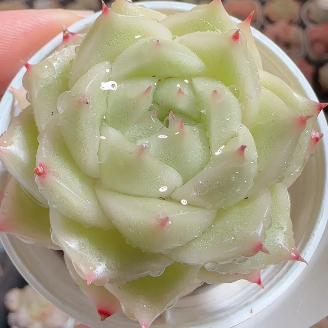 花语多肉0102-39麦秆