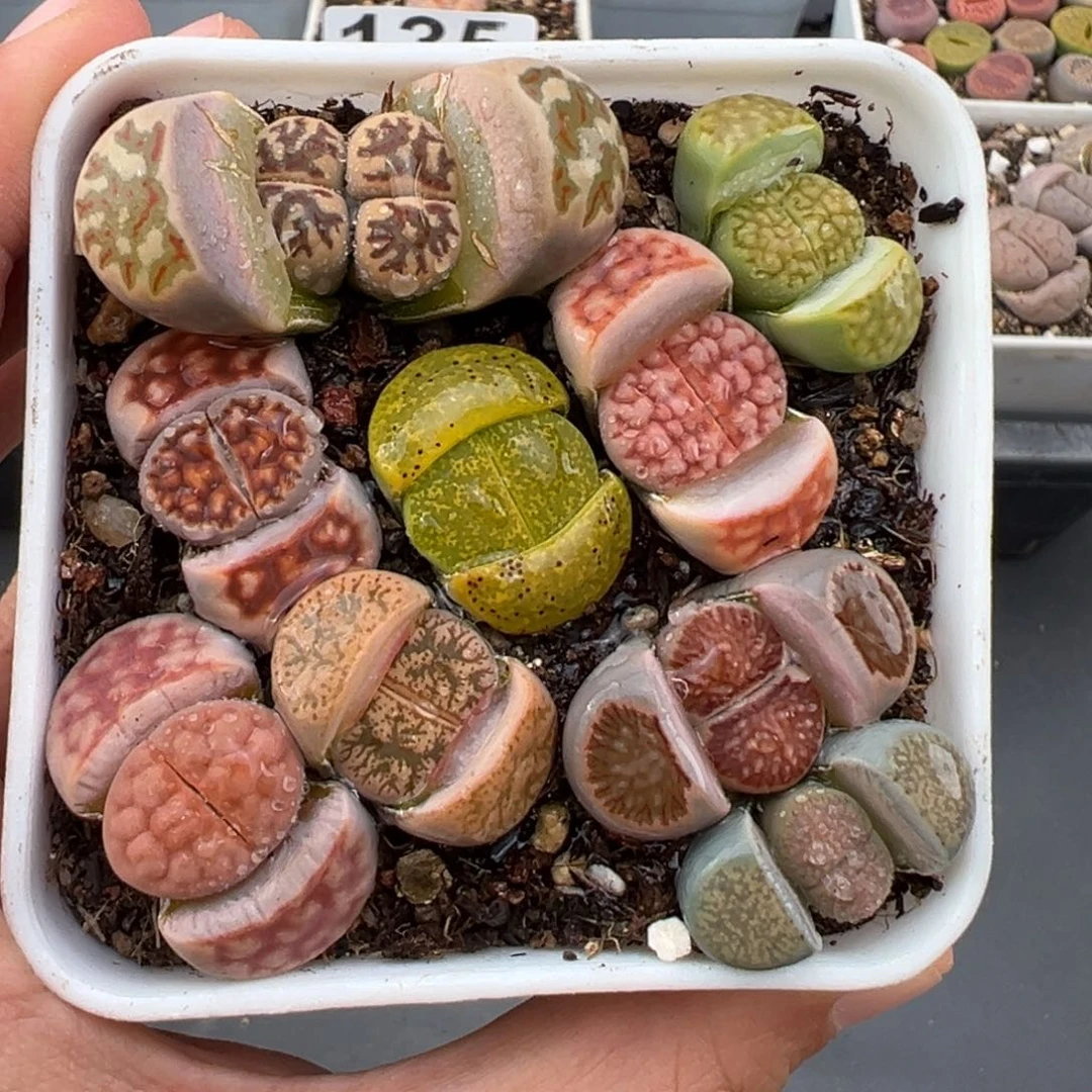 1.22好看的多肉201