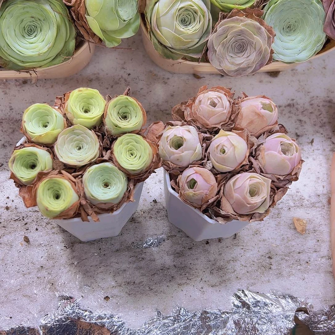 七龙珠组合2盆19包邮