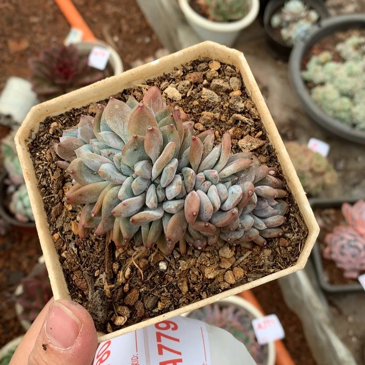 ！***！缀化满20包邮脱土发货