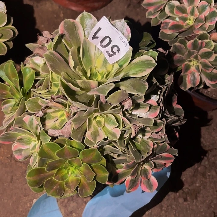 501男神多肉植物不售后