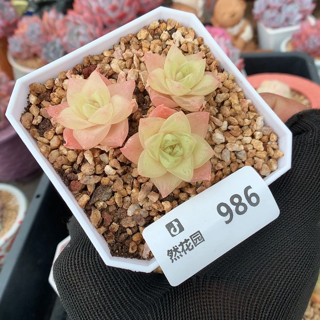 986罗西亚多肉植物6666