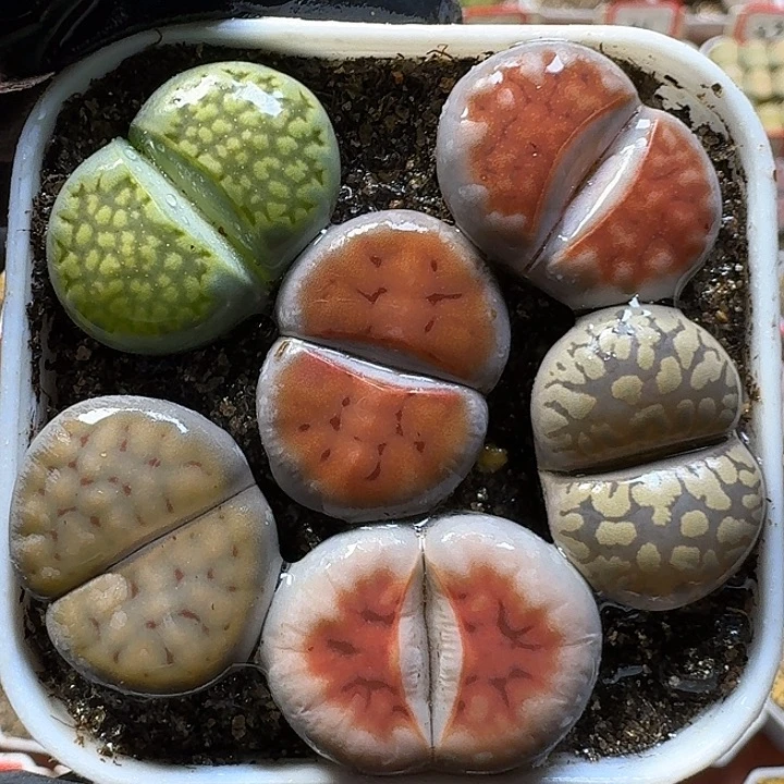生石花1111121。   150