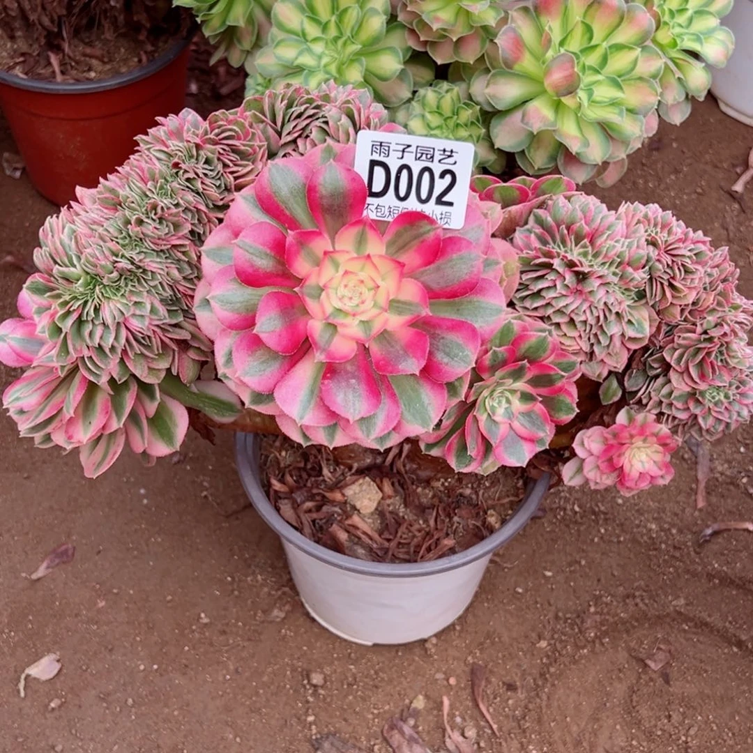 002倾城缀化尺寸30左右