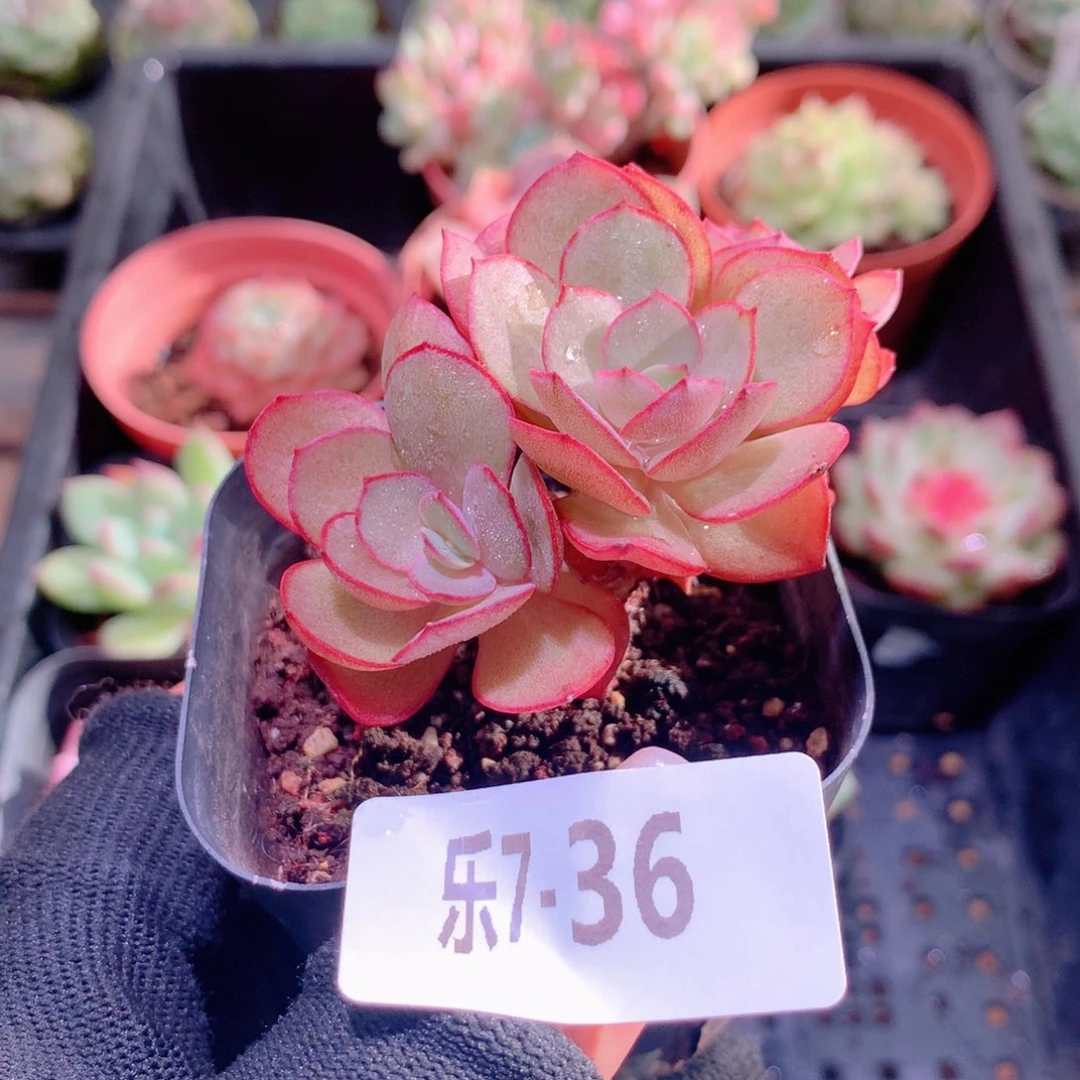 乐然7-36 秀妍群