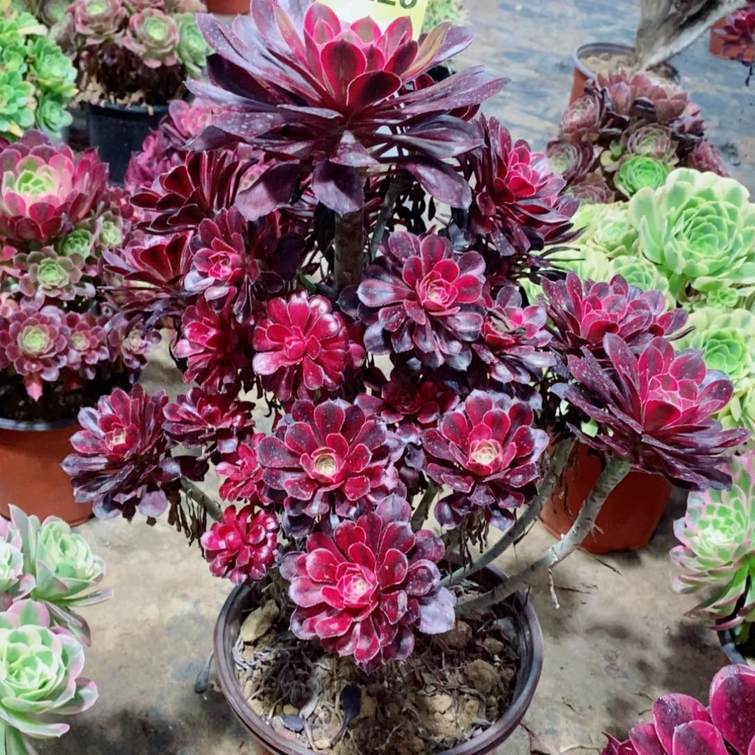 香奈儿多肉法师223