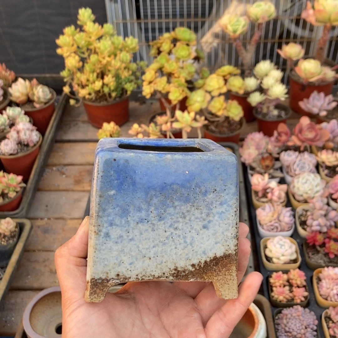 安琪麻麻加单花盆一个