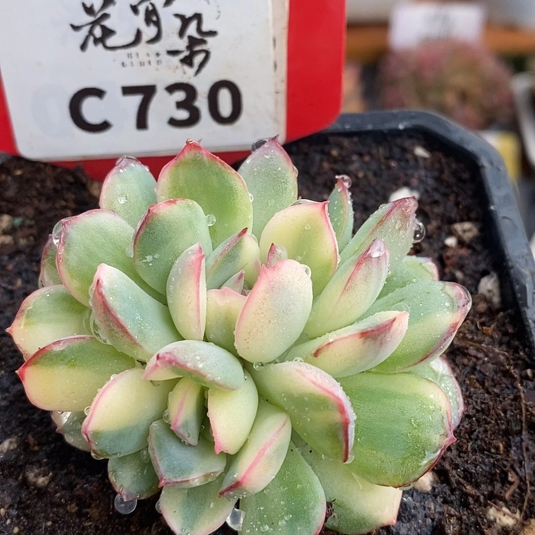 730叶插朵朵缀哈哈哈哈