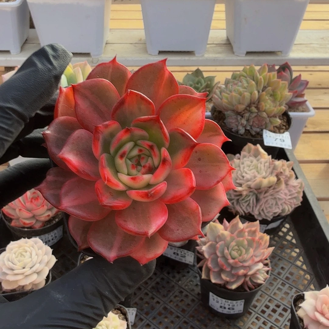 1212-89弗朗明戈锦