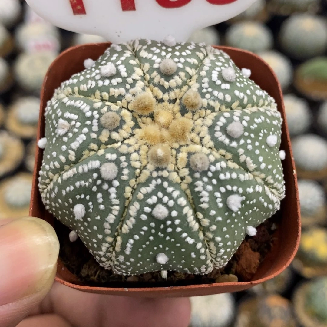 1163海浓岩田花园基因兜