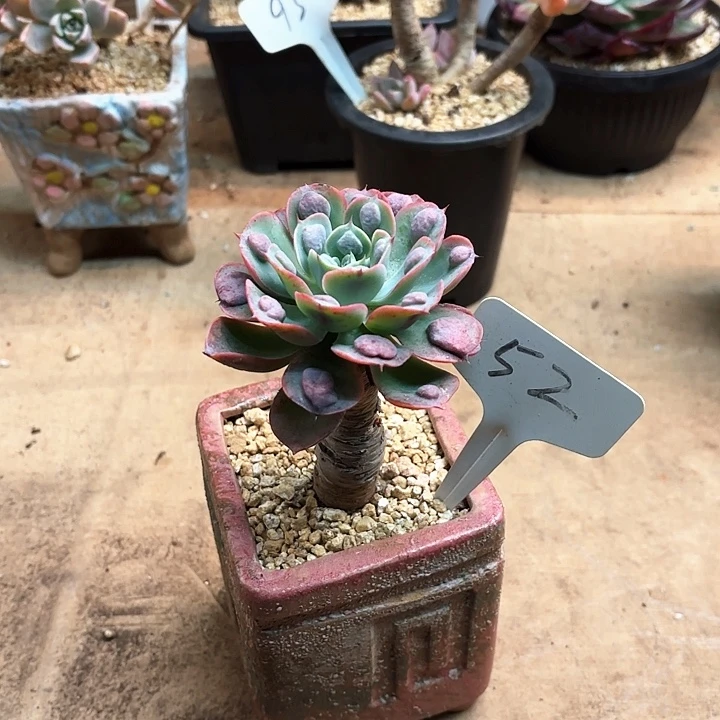 多肉植物，雨滴52号