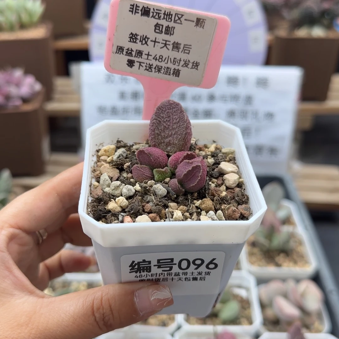 096巨猪宝多肉植物