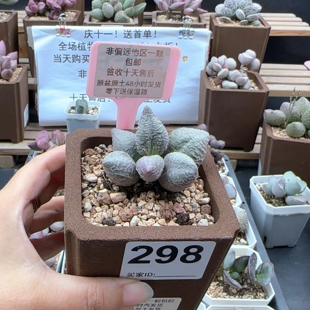?****?298倒刺冰淇淋多肉植物