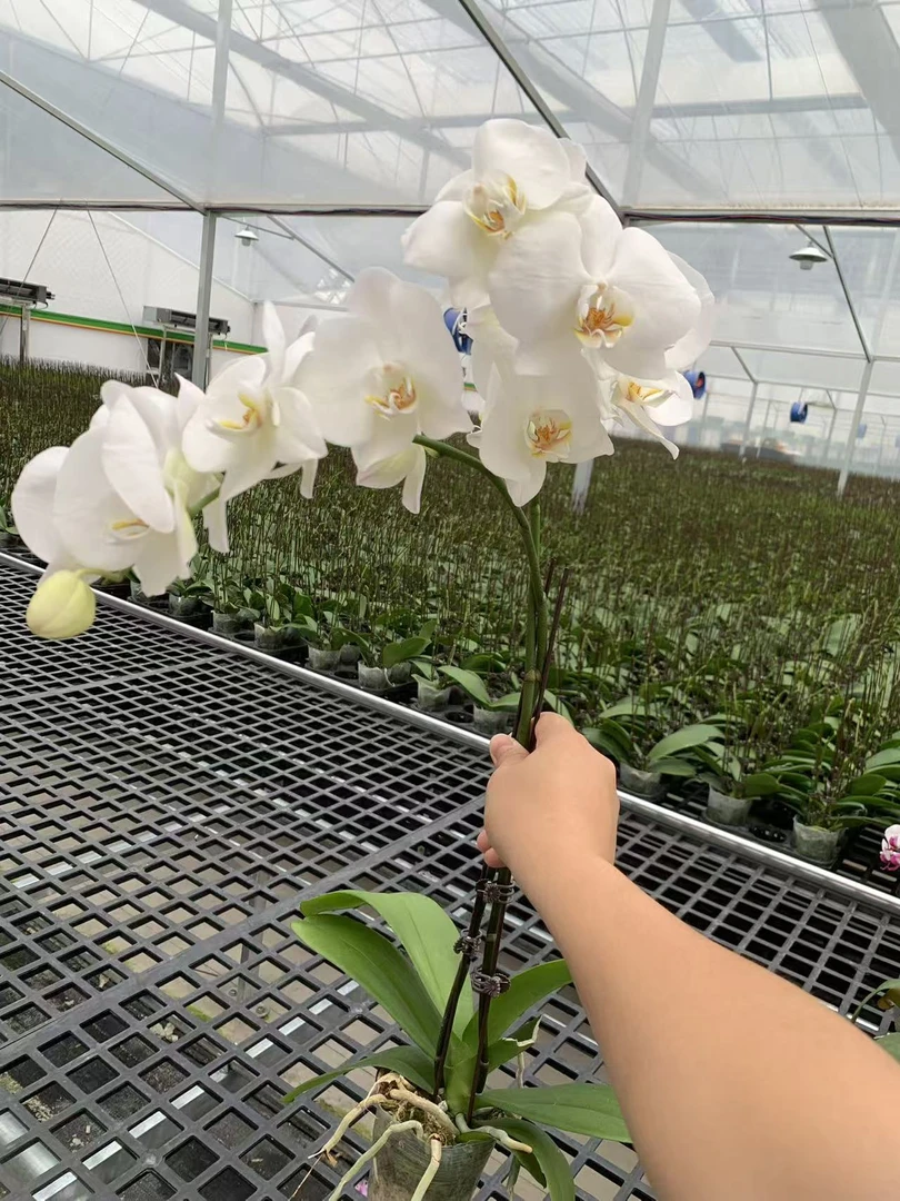 (剑桥)大花型蝴蝶兰 ，白色系  带花  基地直发
