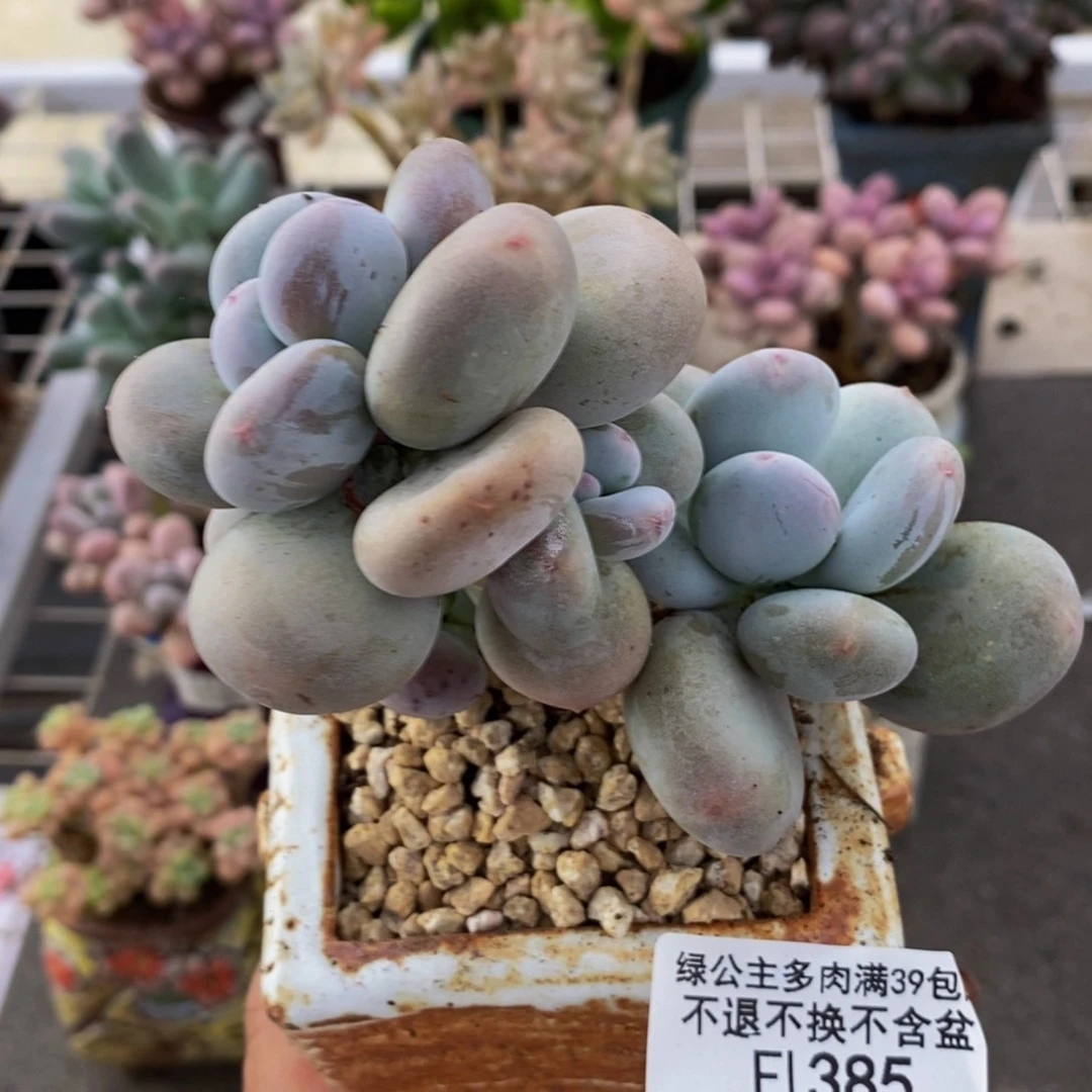 大叶奶酪385/9cm多肉