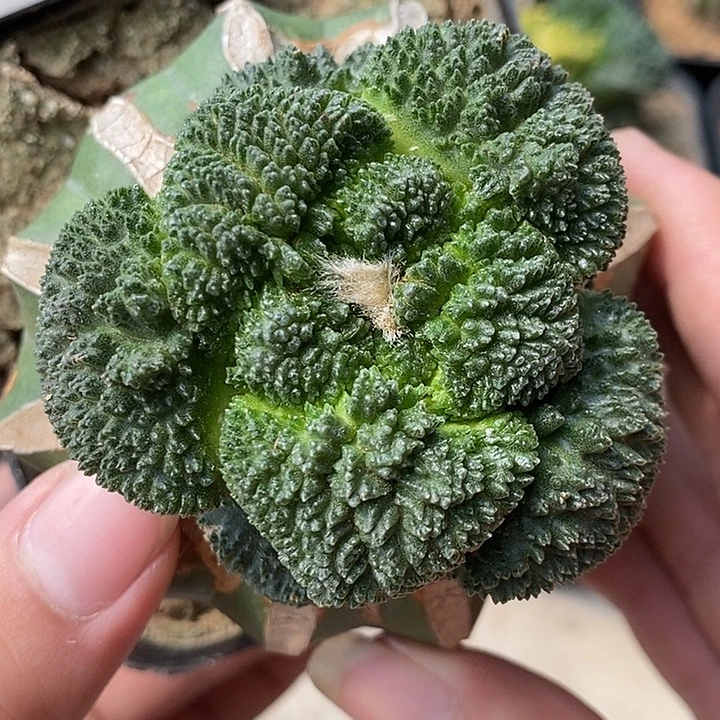 苗接哥斯拉牡丹。397号