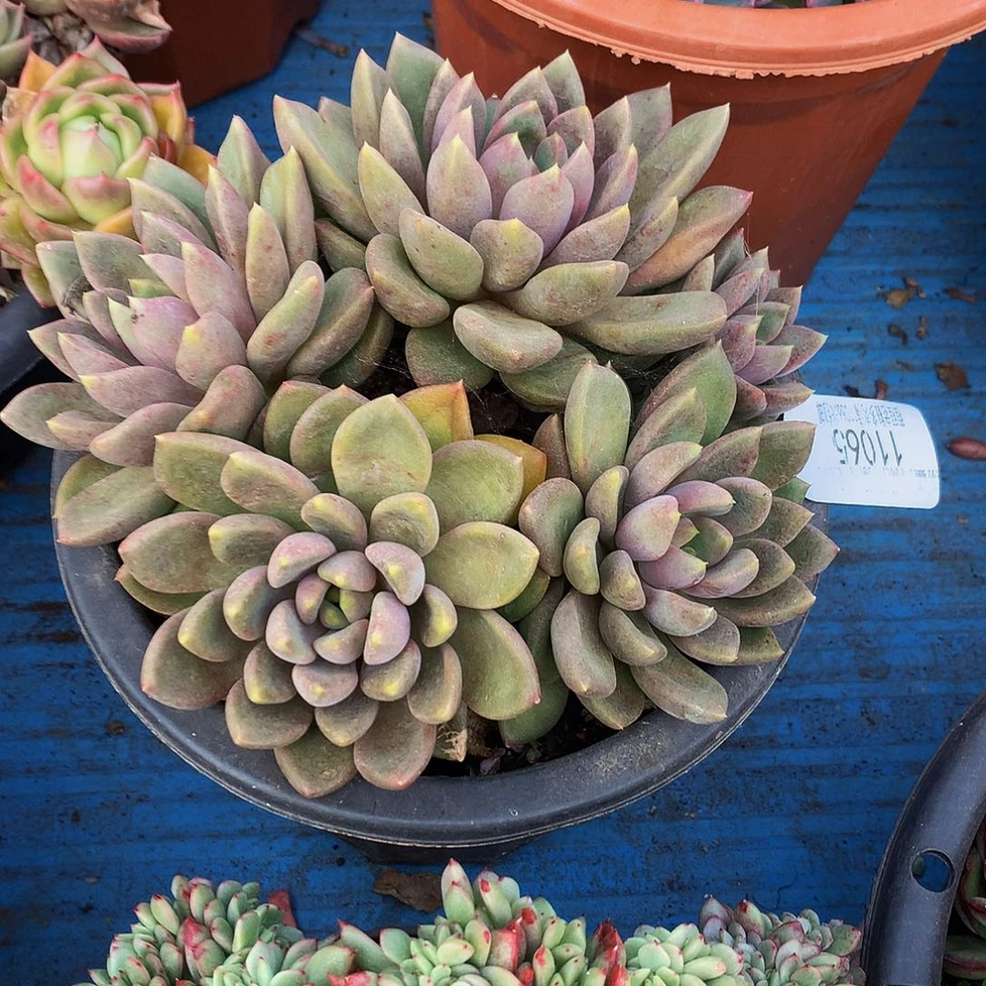 球***球象牙11065多肉多肉