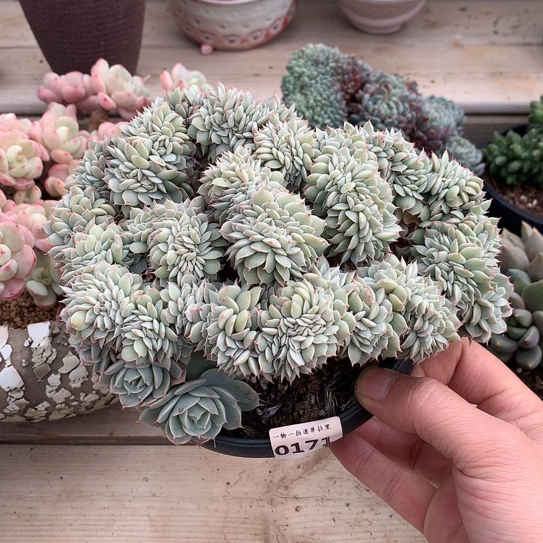 171雪域蓝巴黎缀一颗18.5厘米