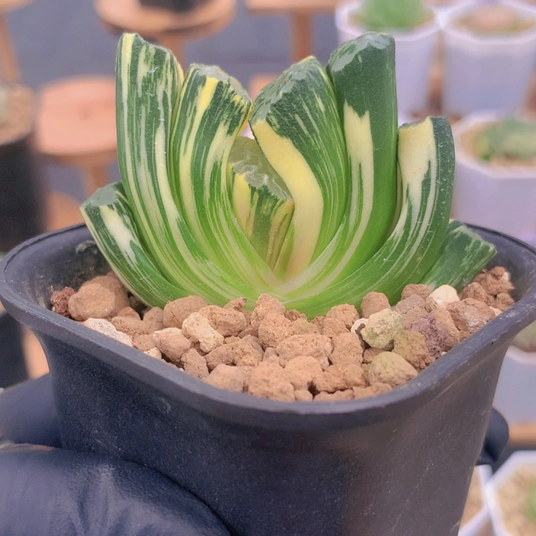 北斋玉扇十二卷多肉