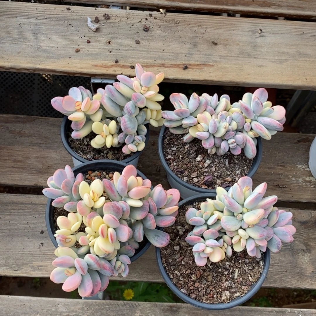 福娘锦多肉植物5号