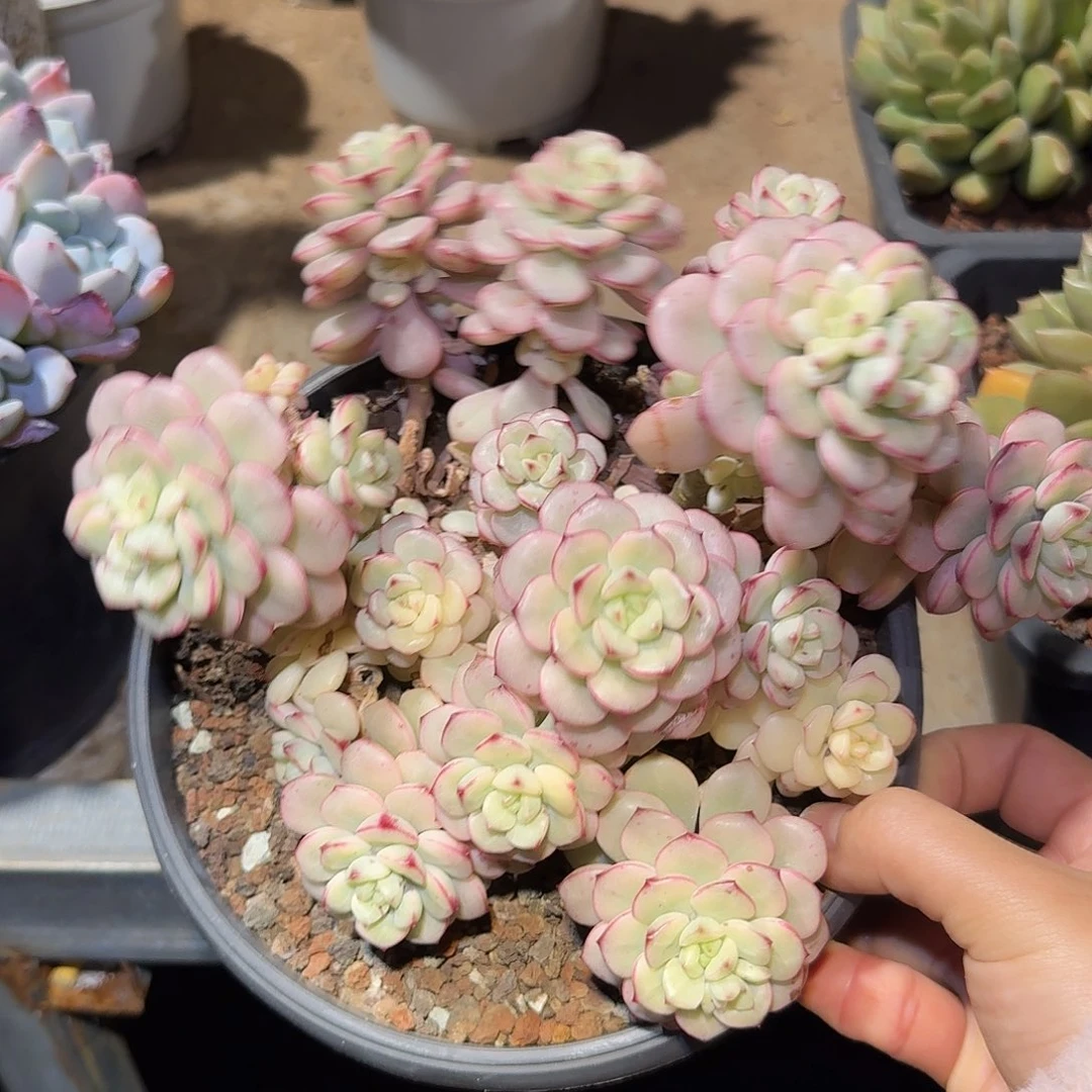 探戈锦整无砍群生多肉